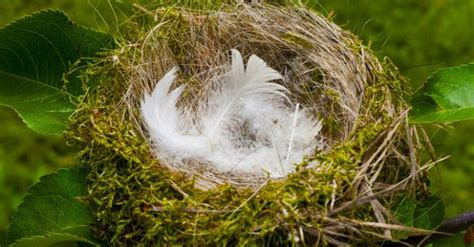 Feather nest - As your gifts increase, promote your appreciation on social media. Thanking friends and family for supporting your fund will help you and others become successful in future nests. Fund your down payment or home improvement by creating a free nest, sharing it, collecting donations from family & friends. Great for a wedding or baby registry!